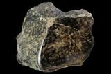 Polished Fossil Stromatolite (Chlorellopsis?) - Wyoming #123429-2